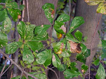 Water Oak (Quercus nigra)