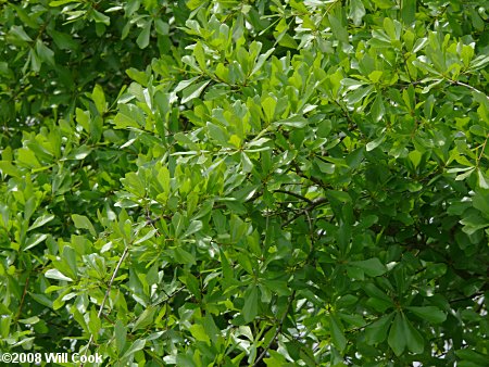 Water Oak (Quercus nigra) leaves