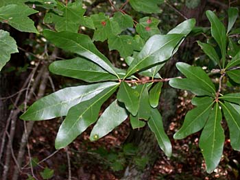 Water Oak (Quercus nigra)