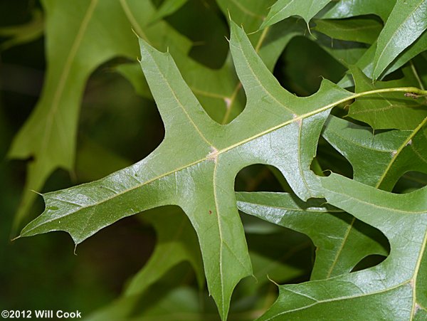 Pin Oak (Quercus palustris) leaf underside