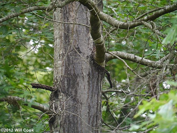 Pin Oak (Quercus palustris) bark