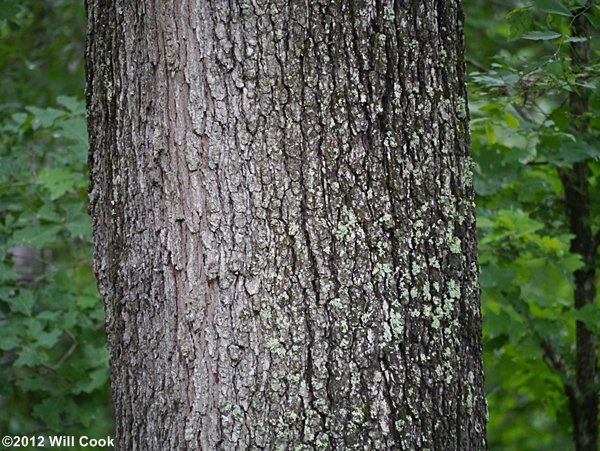 Cherrybark Oak (Quercus pagoda) bark