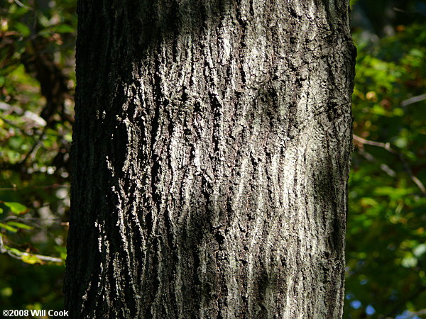 Pin Oak (Quercus palustris)