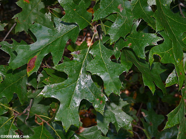 Cherrybark Oak (Quercus pagoda)