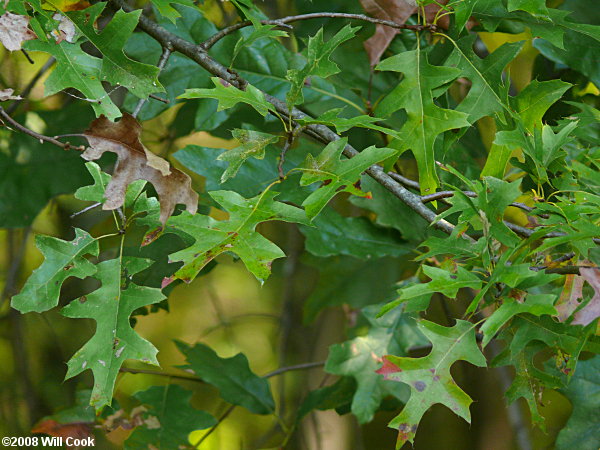 Pin Oak (Quercus palustris)