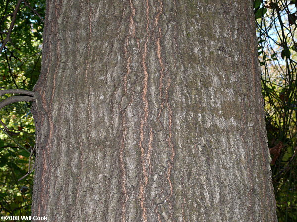Pin Oak (Quercus palustris)