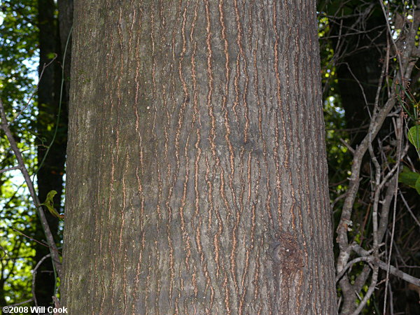 Pin Oak (Quercus palustris)