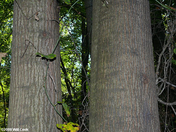 Pin Oak (Quercus palustris)