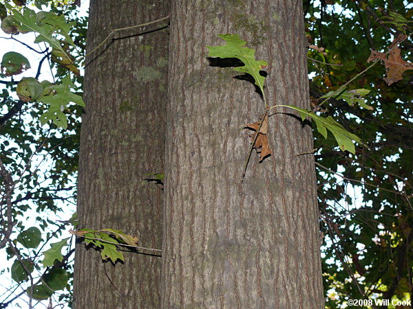 Pin Oak (Quercus palustris)