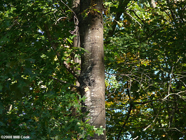 Pin Oak (Quercus palustris)