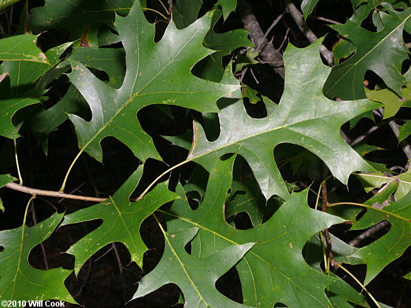 Pin Oak (Quercus palustris) leaf