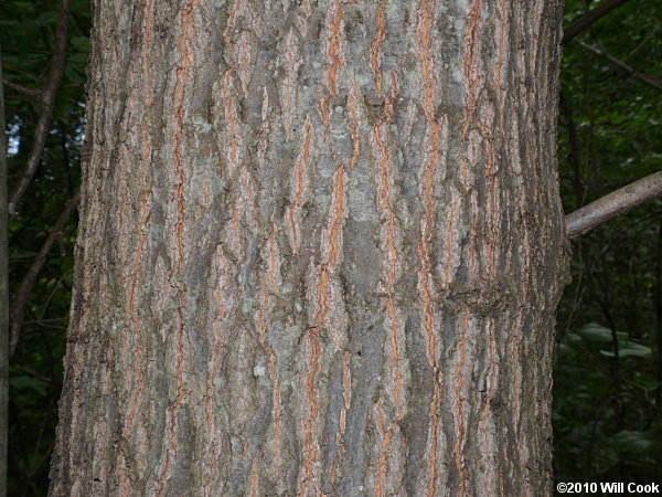 Pin Oak (Quercus palustris)