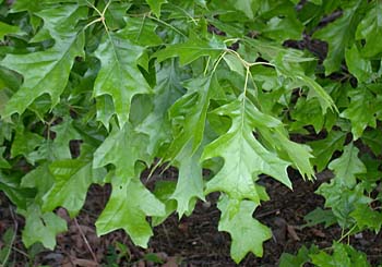 Cherrybark Oak (Quercus pagoda)