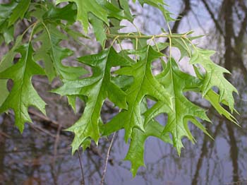 Cherrybark Oak (Quercus pagoda)