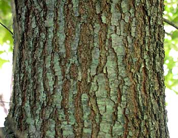 Cherrybark Oak (Quercus pagoda)