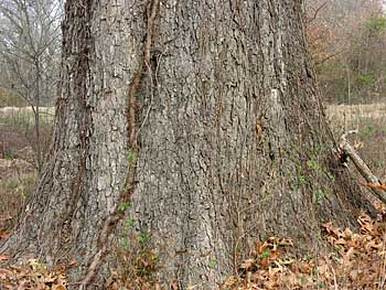 Cherrybark Oak (Quercus pagoda)