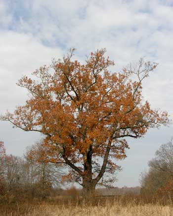 Cherrybark Oak (Quercus pagoda)