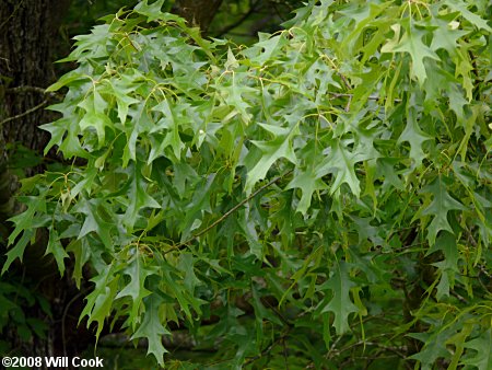 Cherrybark Oak (Quercus pagoda)