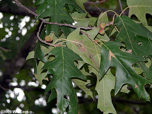 Cherrybark Oak (Quercus pagoda)