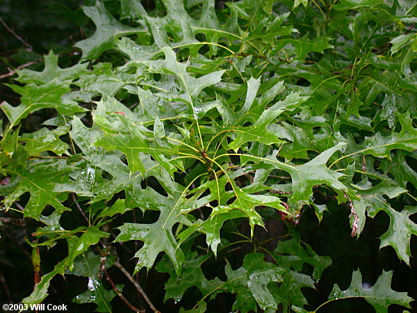 Pin Oak (Quercus palustris)