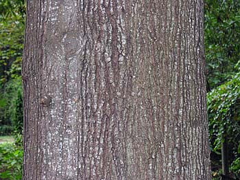 Willow Oak (Quercus phellos)