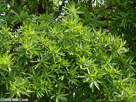 Willow Oak (Quercus phellos)