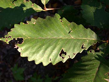 Chestnut Oak (Quercus prinus/Quercus montana) leaf