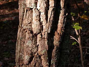 Chestnut Oak (Quercus prinus/Quercus montana) bark