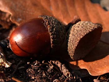 Chestnut Oak (Quercus prinus/Quercus montana) acorn