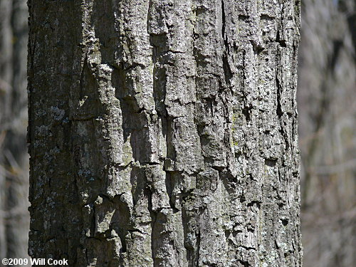 Chestnut Oak (Quercus prinus/Quercus montana) bark