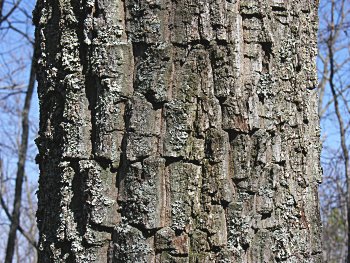 Chestnut Oak (Quercus prinus/Quercus montana) bark