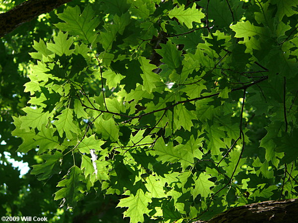 Northern Red Oak (Quercus rubra) leaves