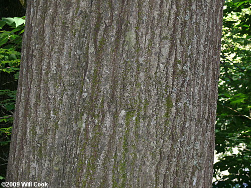 Northern Red Oak (Quercus rubra) bark