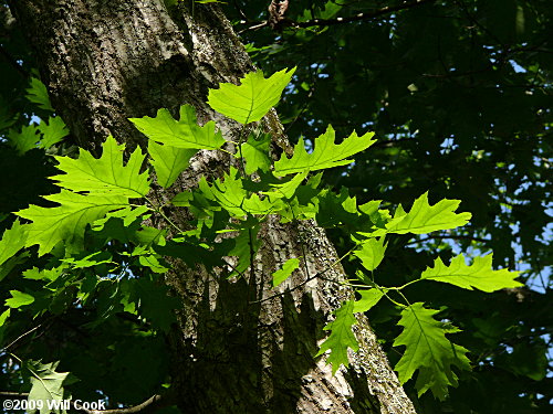 Northern Red Oak (Quercus rubra) leaves