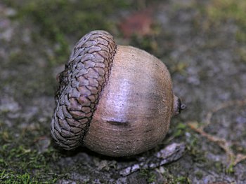 Northern Red Oak (Quercus rubra) acorn