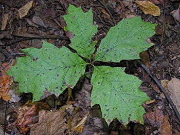 Northern Red Oak (Quercus rubra) leaves