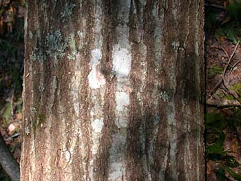 Northern Red Oak (Quercus rubra) bark