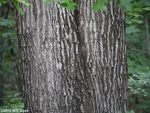 Shumard Oak (Quercus shumardii) bark