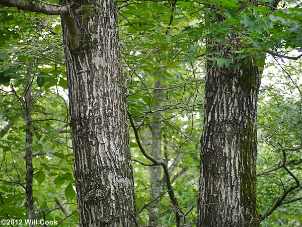 Shumard Oak (Quercus shumardii) bark