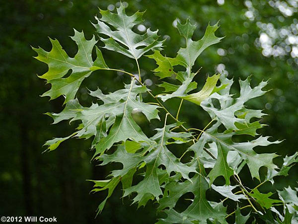 Shumard Oak (Quercus shumardii) leaf