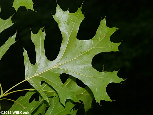 Shumard Oak (Quercus shumardii) leaf