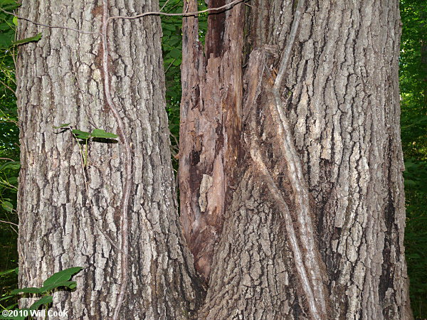 Shumard Oak (Quercus shumardii)