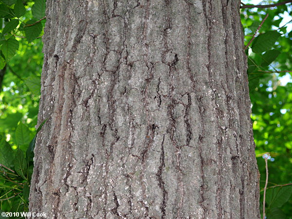 Shumard Oak (Quercus shumardii)