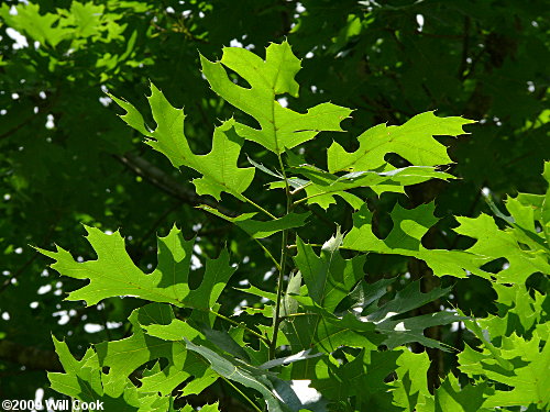 Shumard Oak (Quercus shumardii)