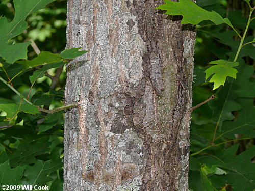 Shumard Oak (Quercus shumardii)