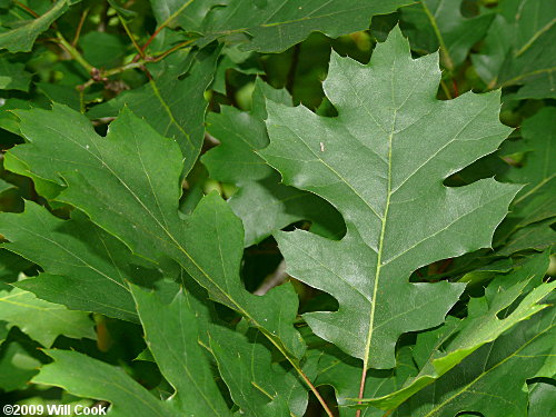 Shumard Oak (Quercus shumardii)