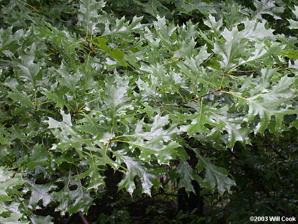 Shumard Oak (Quercus shumardii)