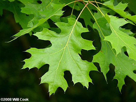 Shumard Oak (Quercus shumardii)