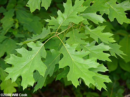 Shumard Oak (Quercus shumardii)