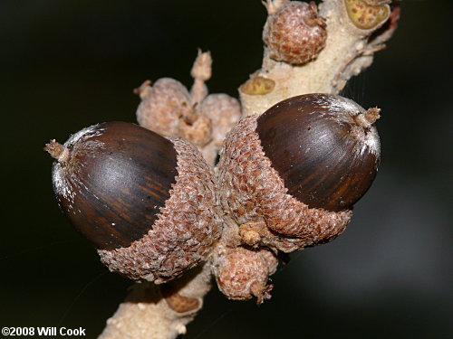 Post Oak (Quercus stellata)